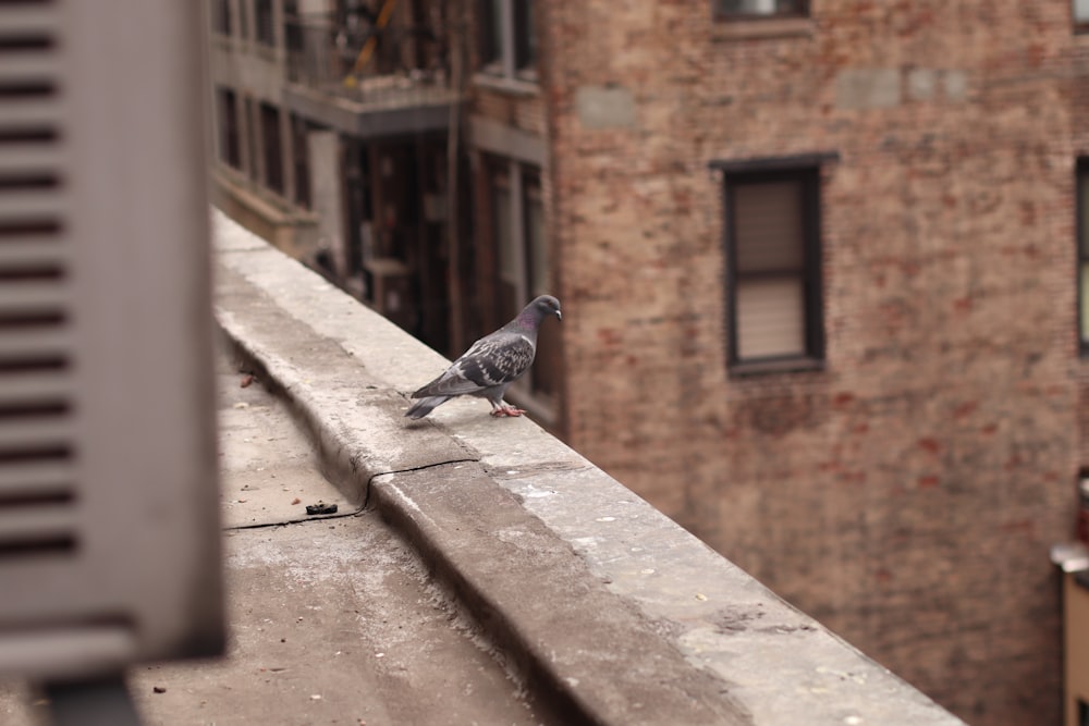 a pigeon sitting on a bench