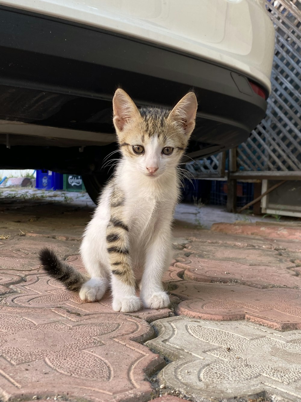 a cat sitting on a sidewalk