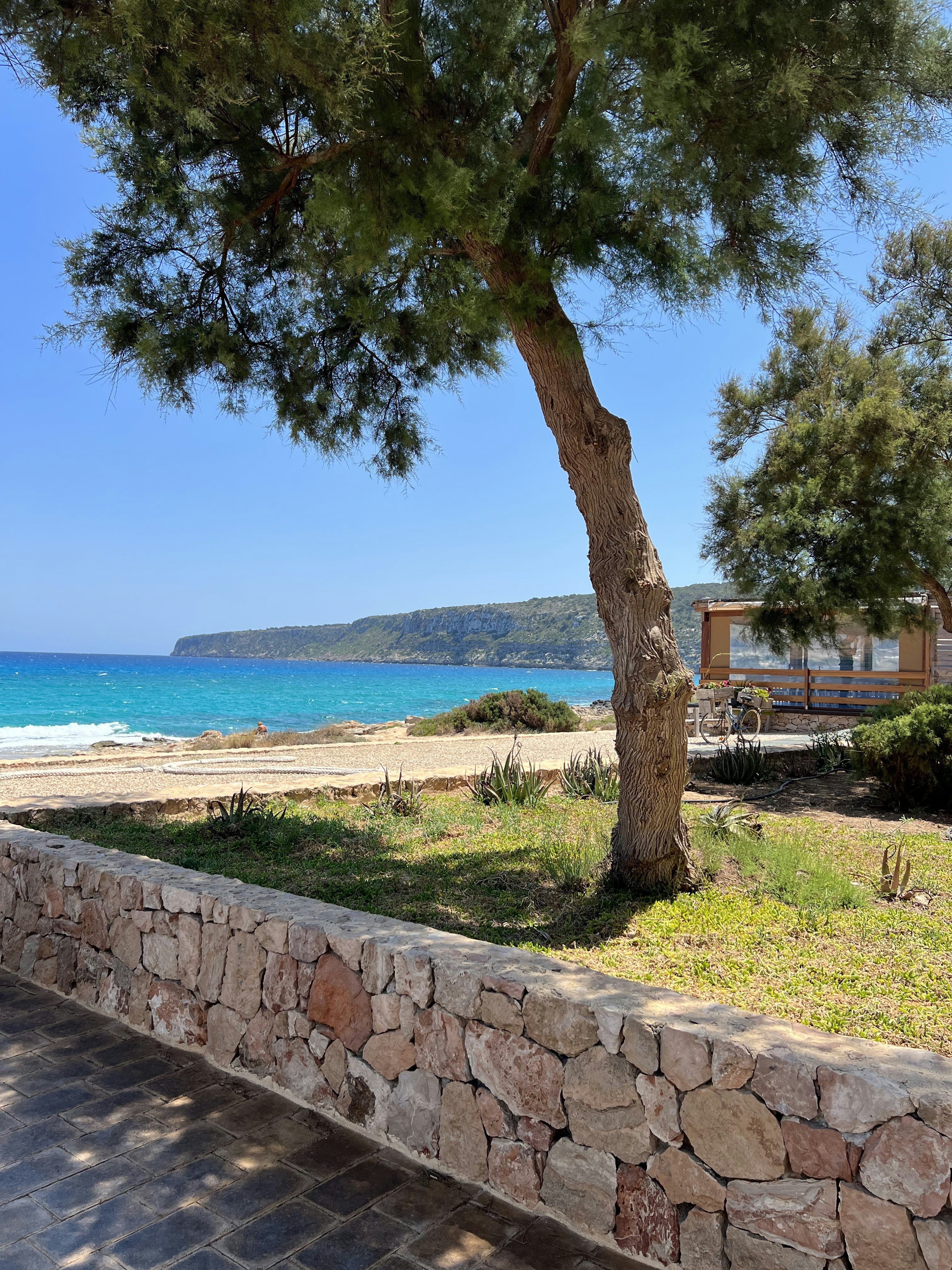 a tree next to a beach
