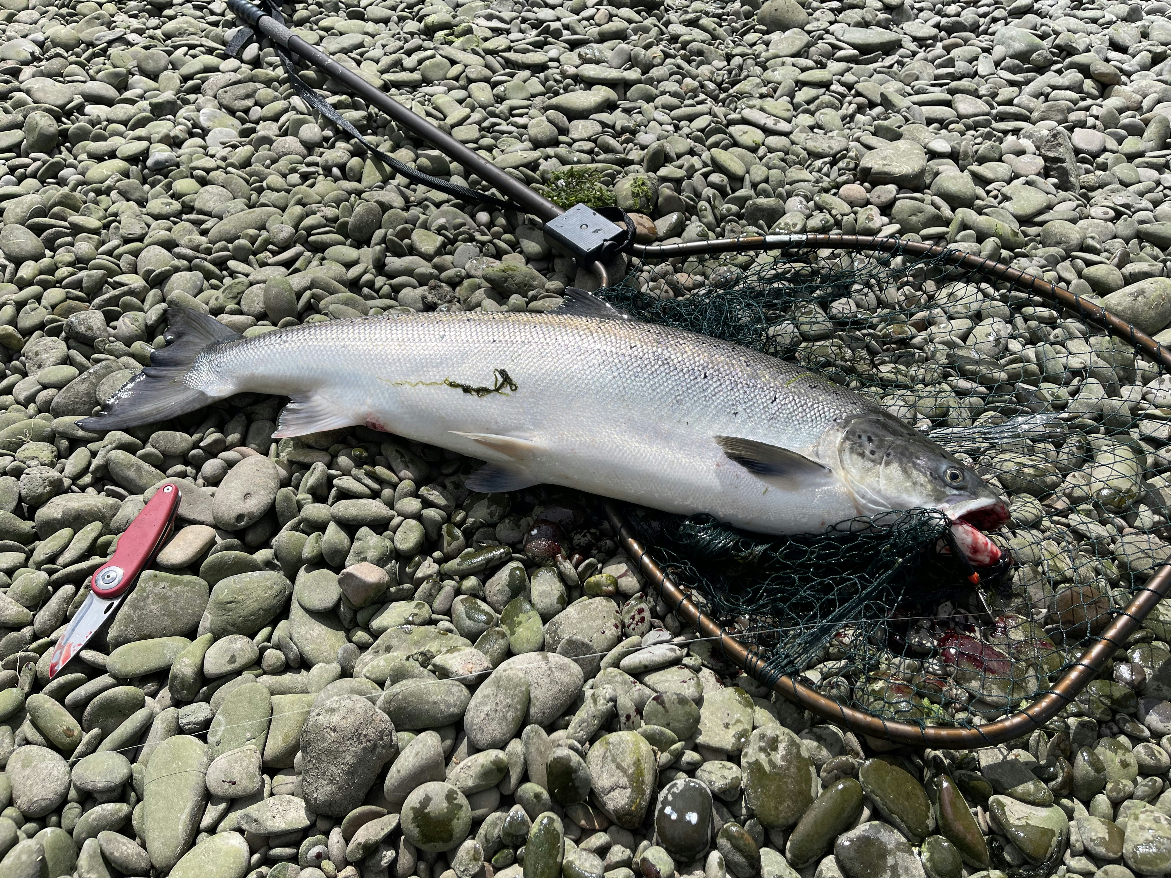 The Return of the Coho: A Tribe's Century-Long Struggle to Fish Again