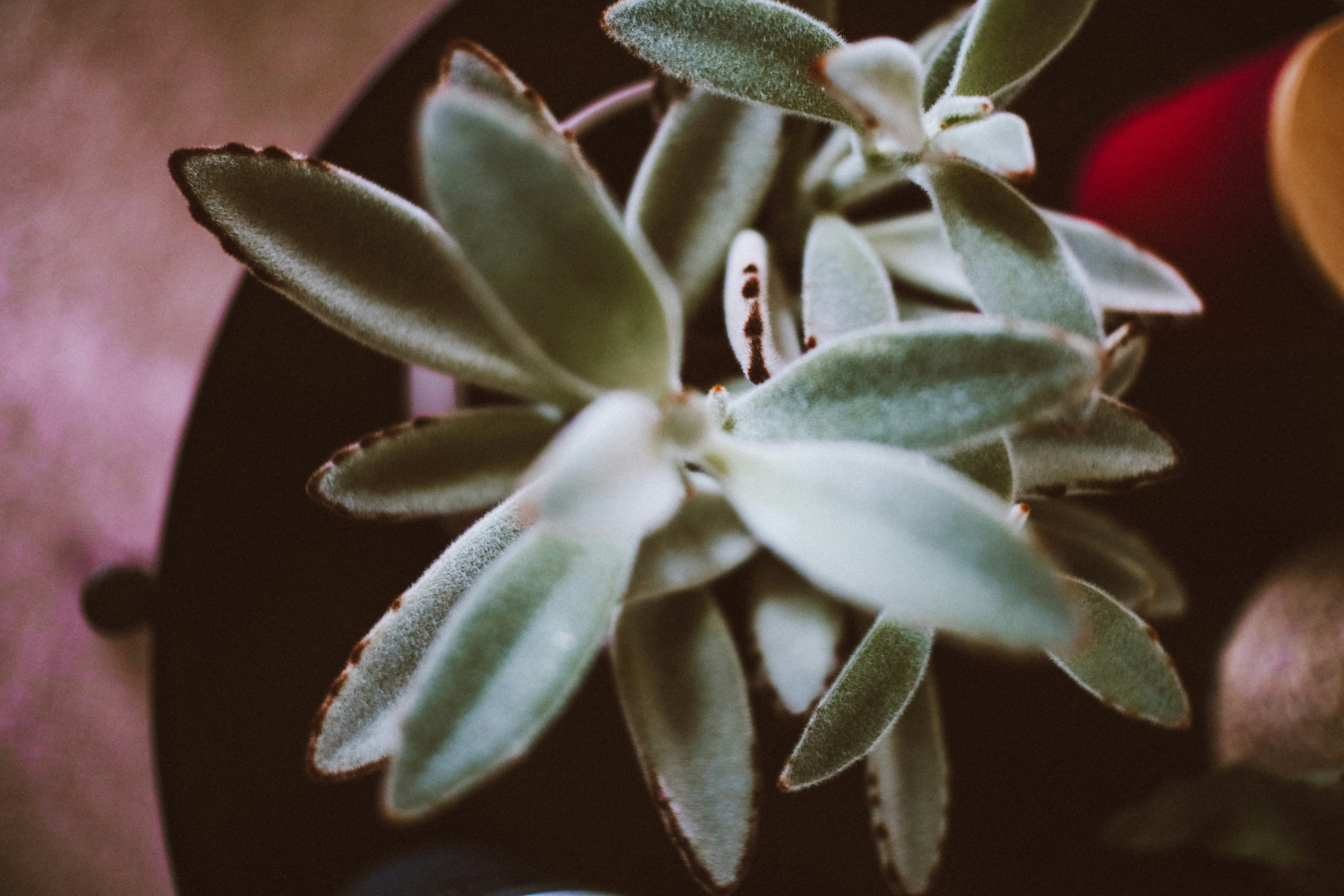 Photo by lanathegraves