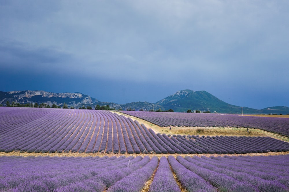 hileras de flores púrpuras