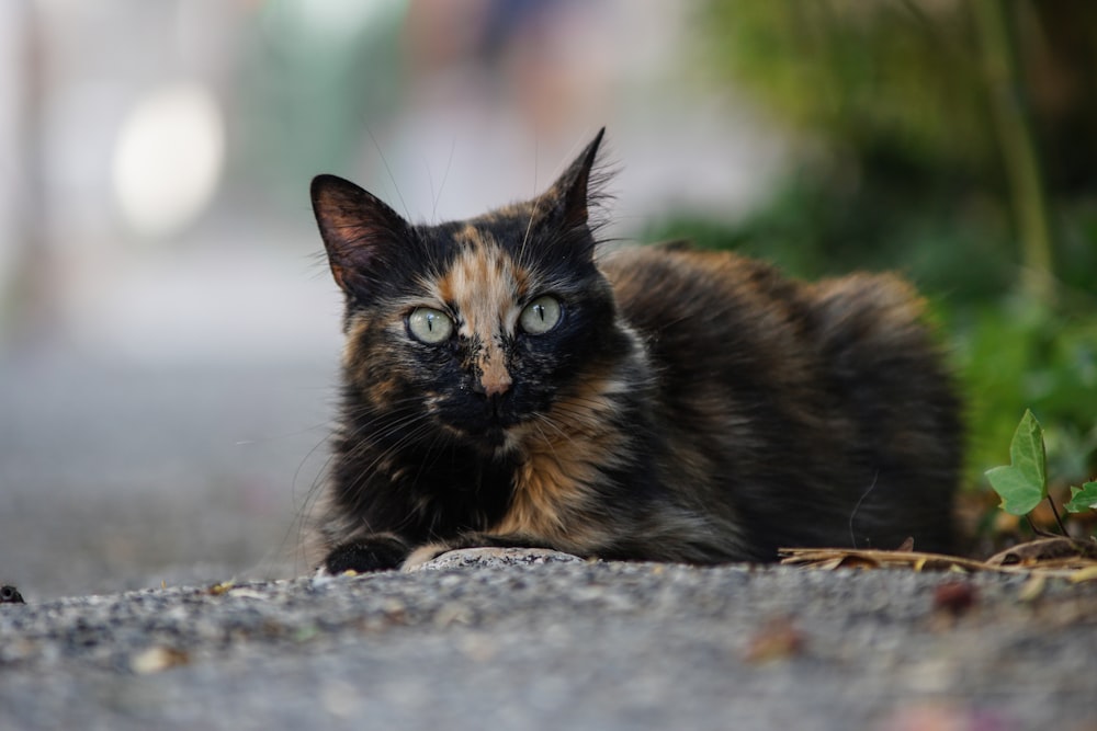 a cat lying on the ground