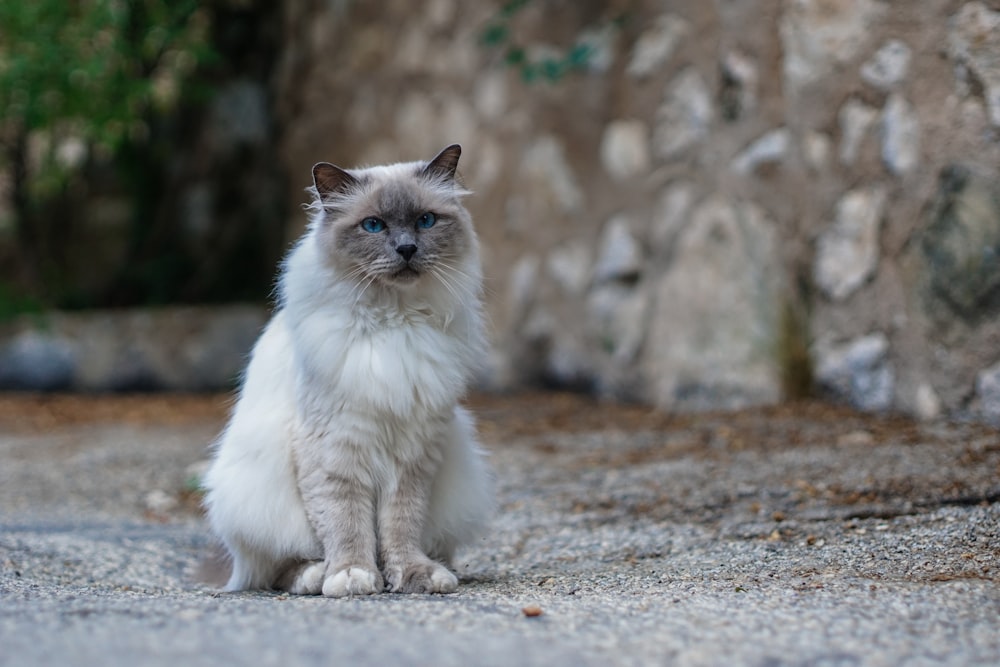 a cat sitting on the ground