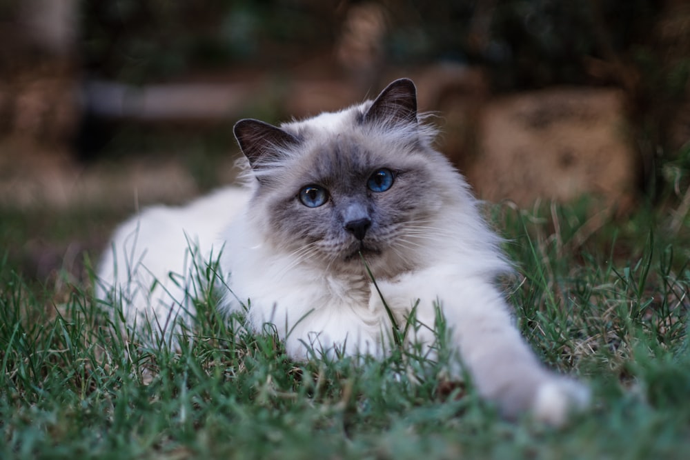 Un gato sentado en la hierba