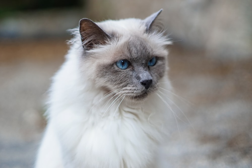 Un gato con ojos azules