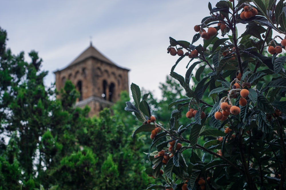 a tree with oranges