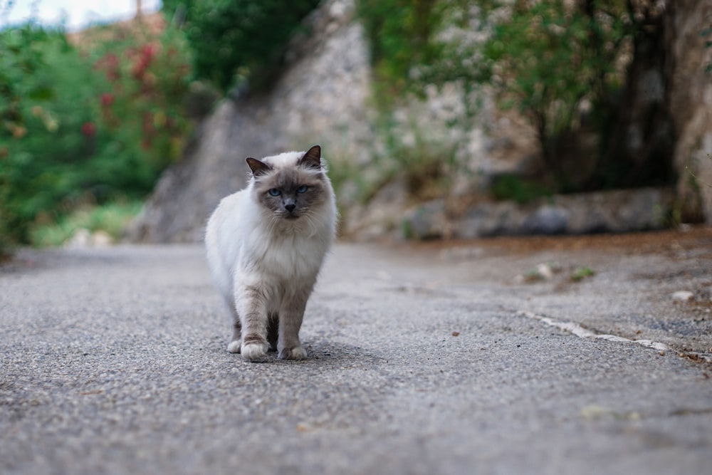 a cat walking on a road