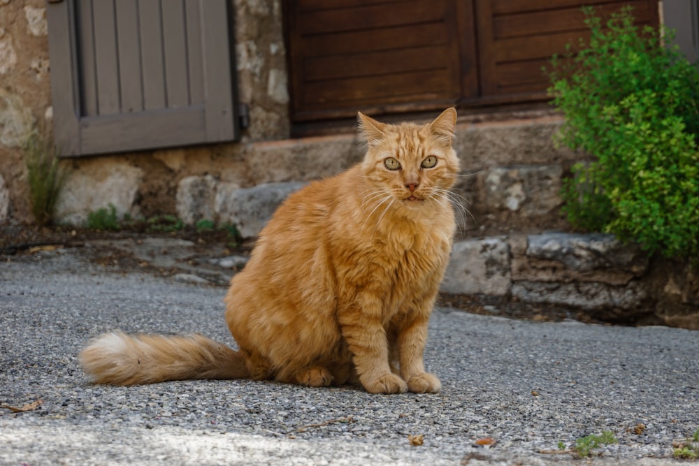 a cat sitting on the ground