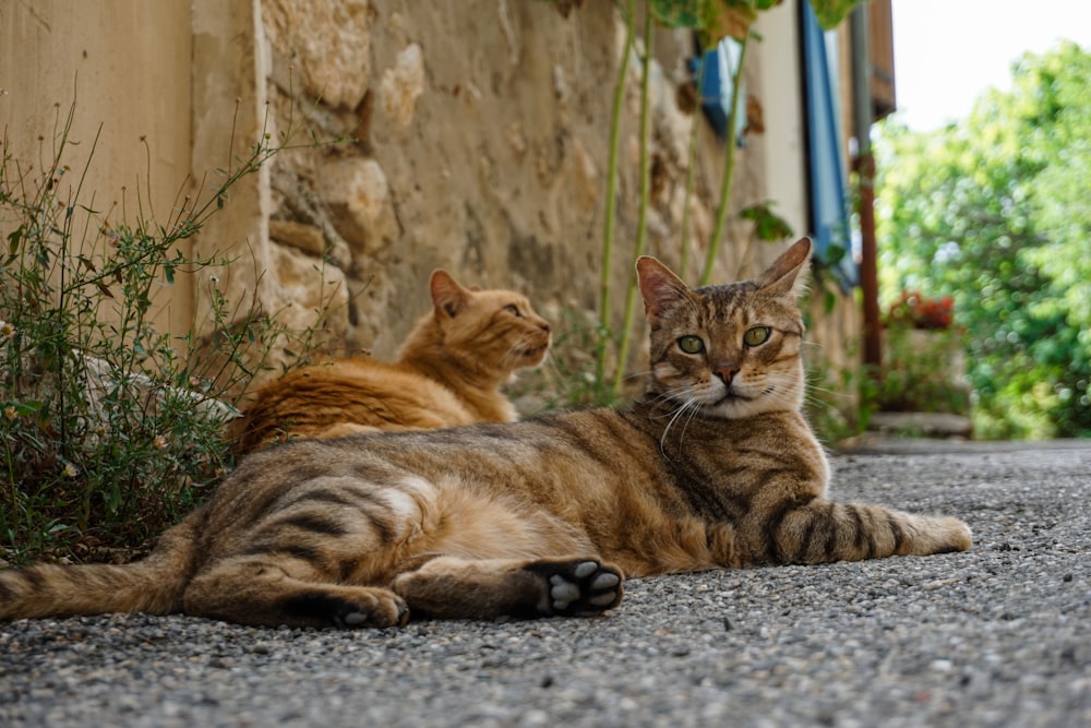 a couple of cats lying on the ground