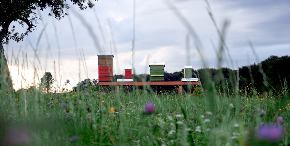 a field of grass with a bench and a fence in the background