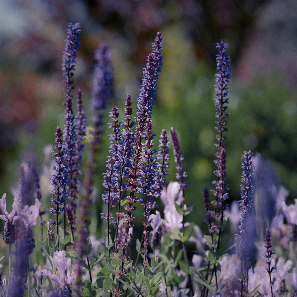 a field of purple flowers