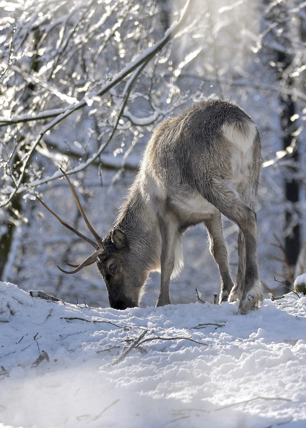 a deer in the snow