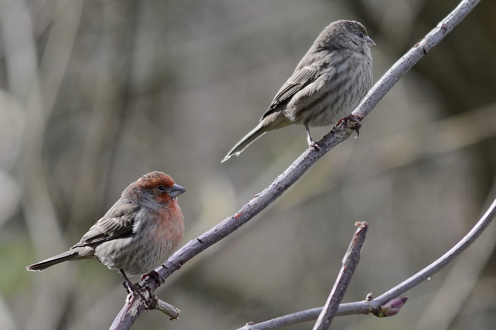 birds sitting on a branch