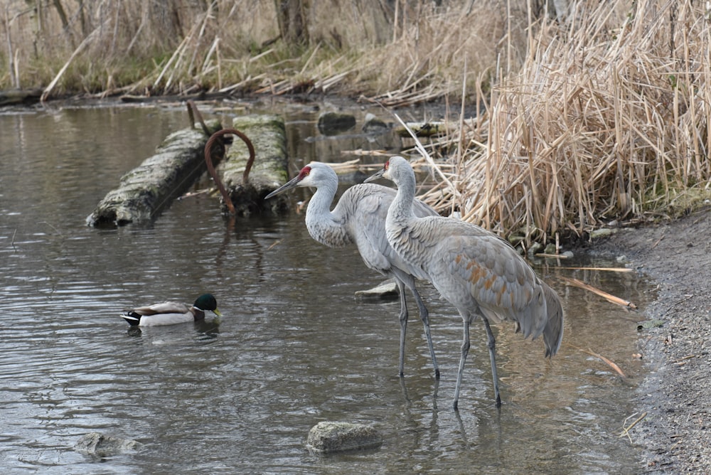 Un couple d’oiseaux dans un plan d’eau