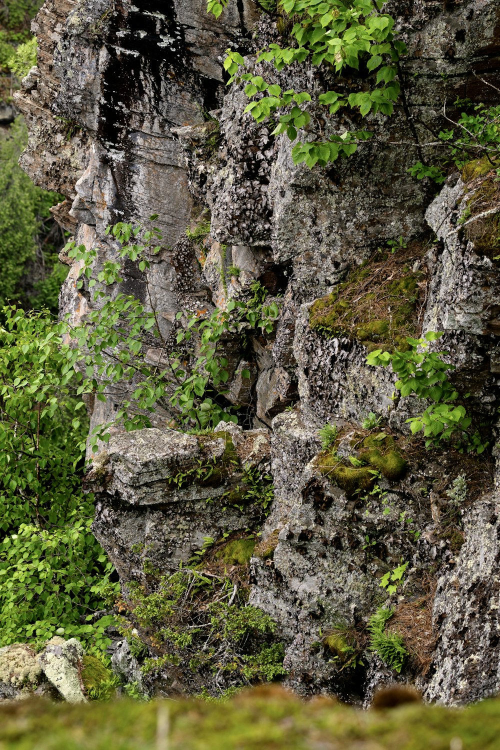 a tree trunk with moss growing on it