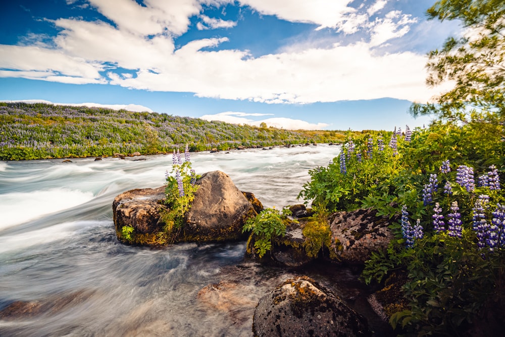 a rocky beach with plants and flowers