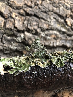 A textured, close-up view of a tree bark with green lichen growing on its surface. The background is blurred, emphasizing the intricate patterns of the lichen and the rough bark.