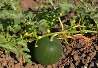 Rows of young watermelon plants thriving in the fertile Amazon soil.