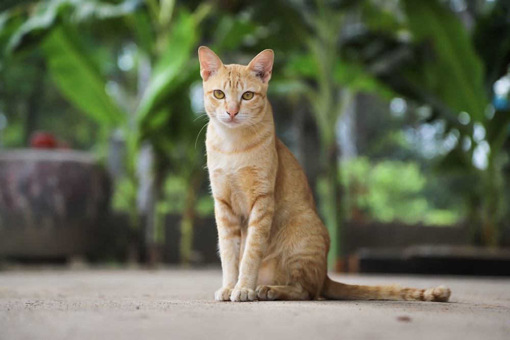 a cat sitting on a sidewalk