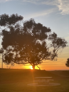 A peaceful outdoor meditation scene under a large tree at sunset.