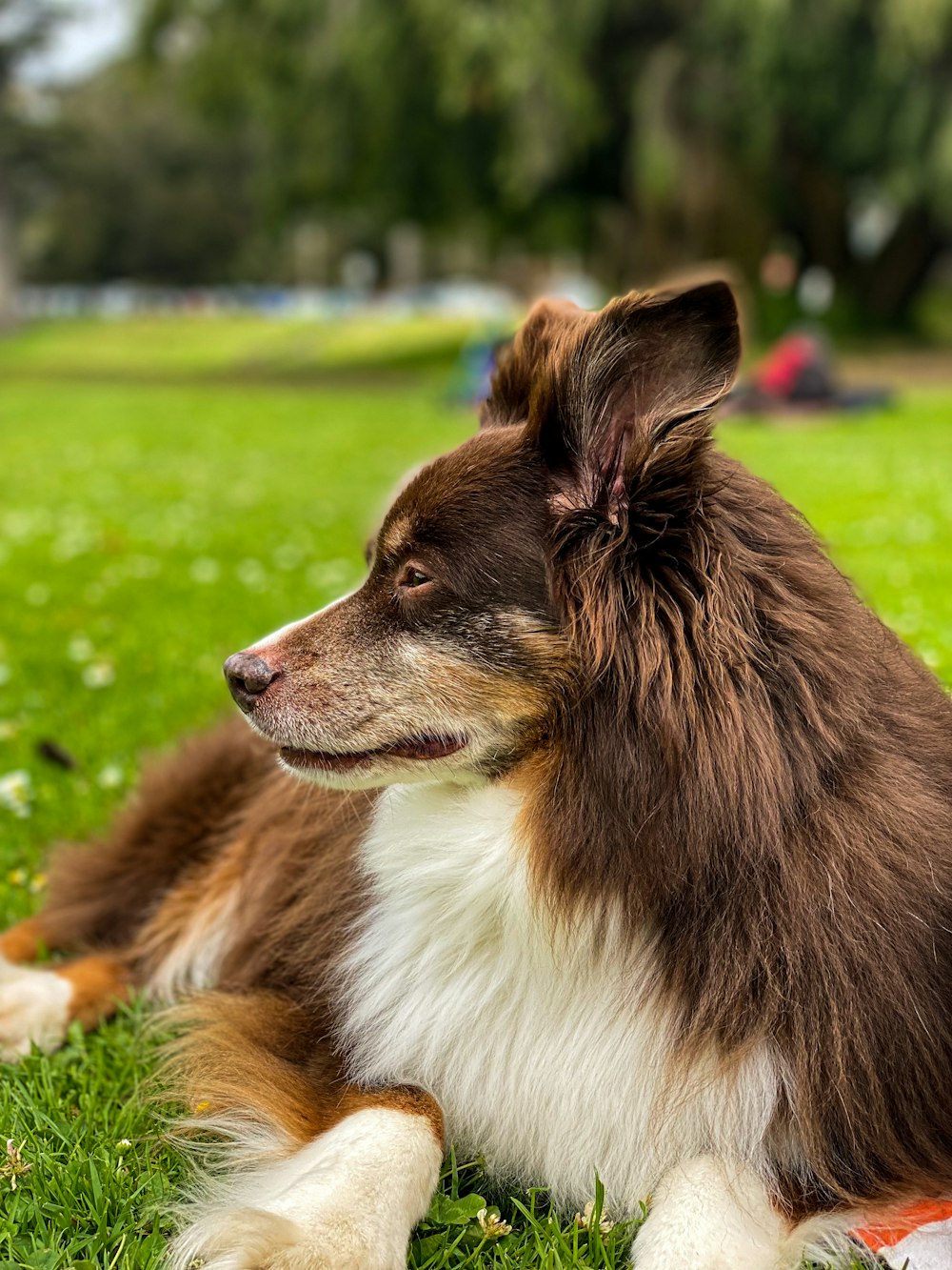 a dog lying in the grass