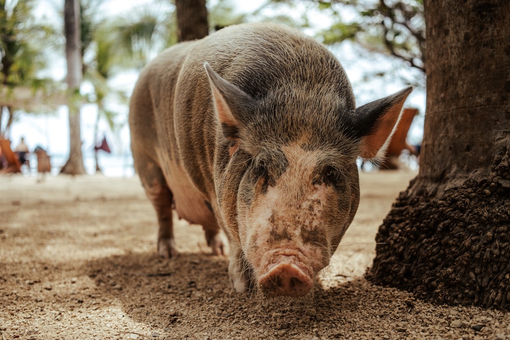 a pig standing in dirt