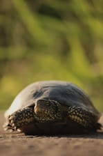 A close-up of a turtle relaxing beside a cold beer bottle with a Ferrari F1 car in the background.