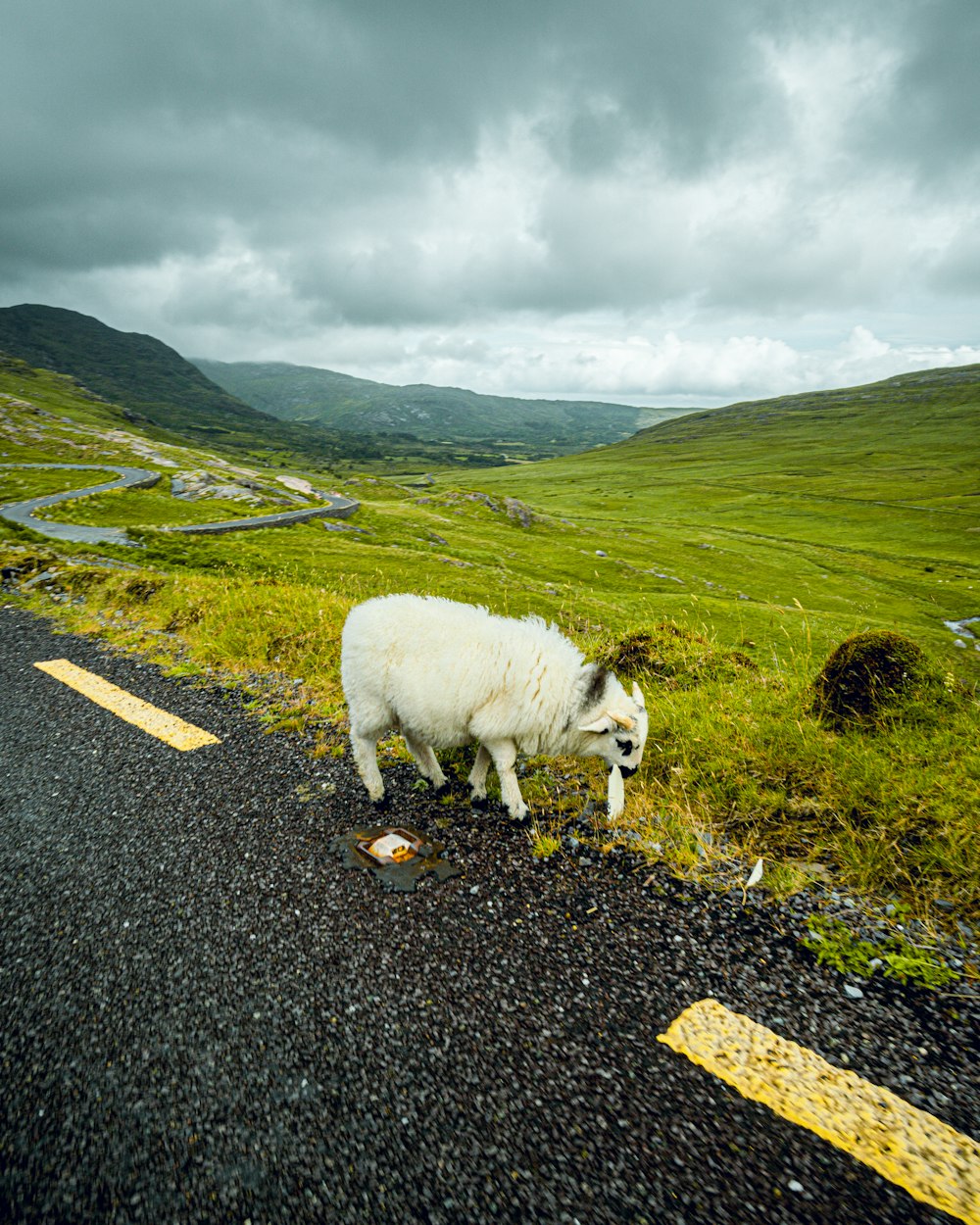 a white goat on a road