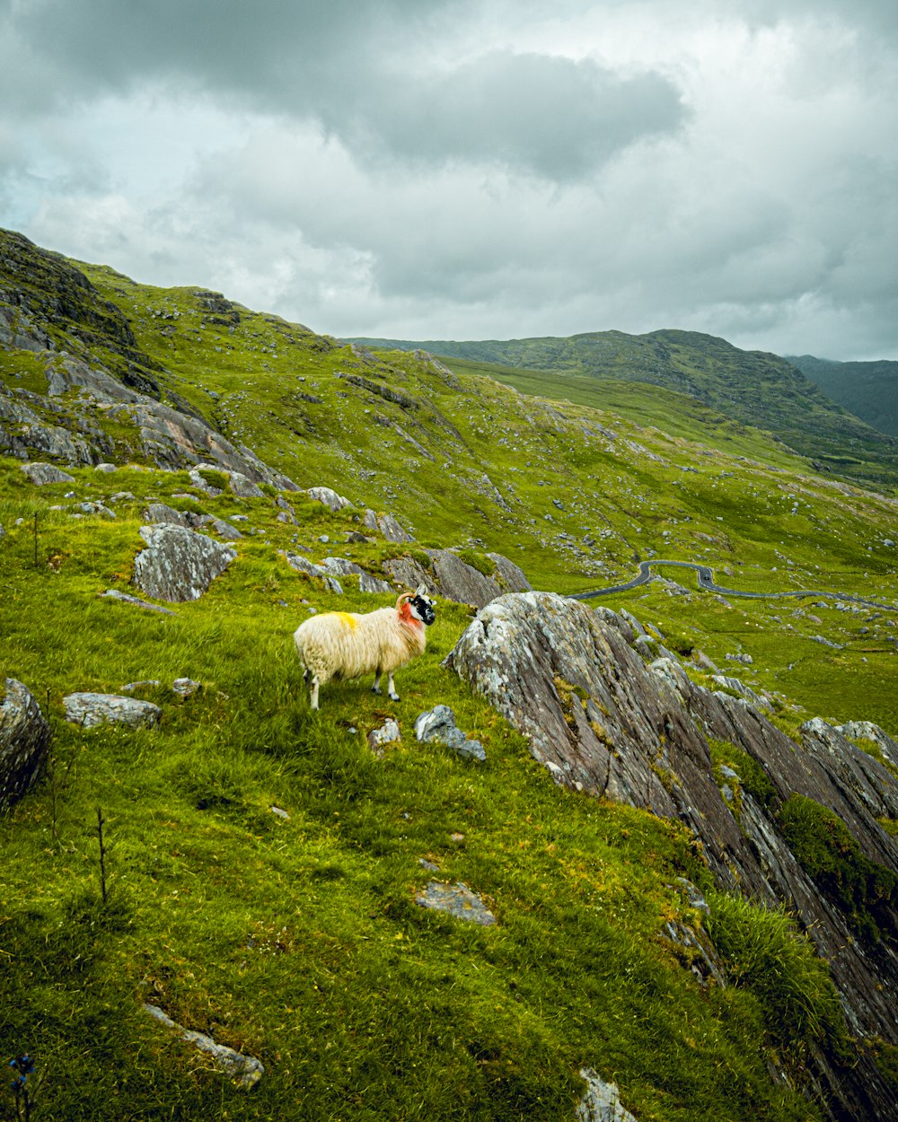 a sheep on a grassy hill