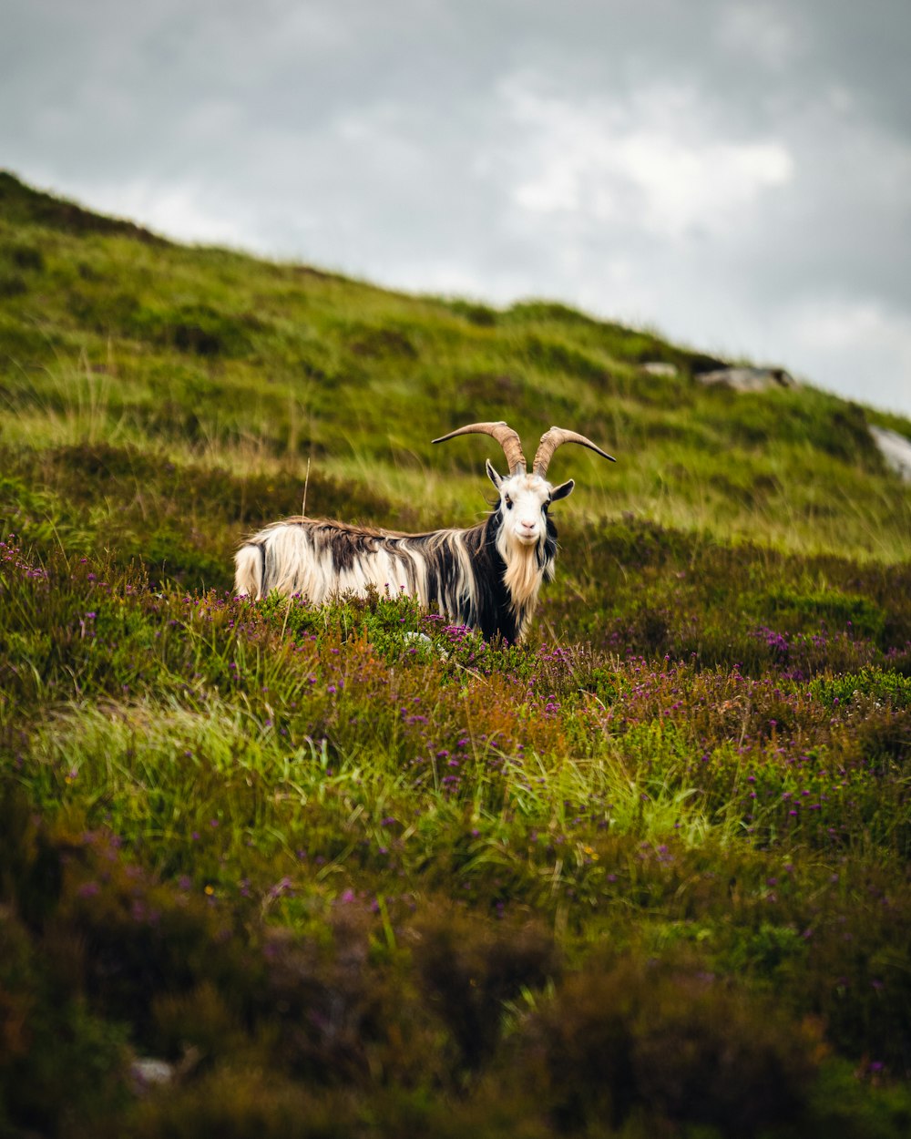 a goat lying in a grassy field
