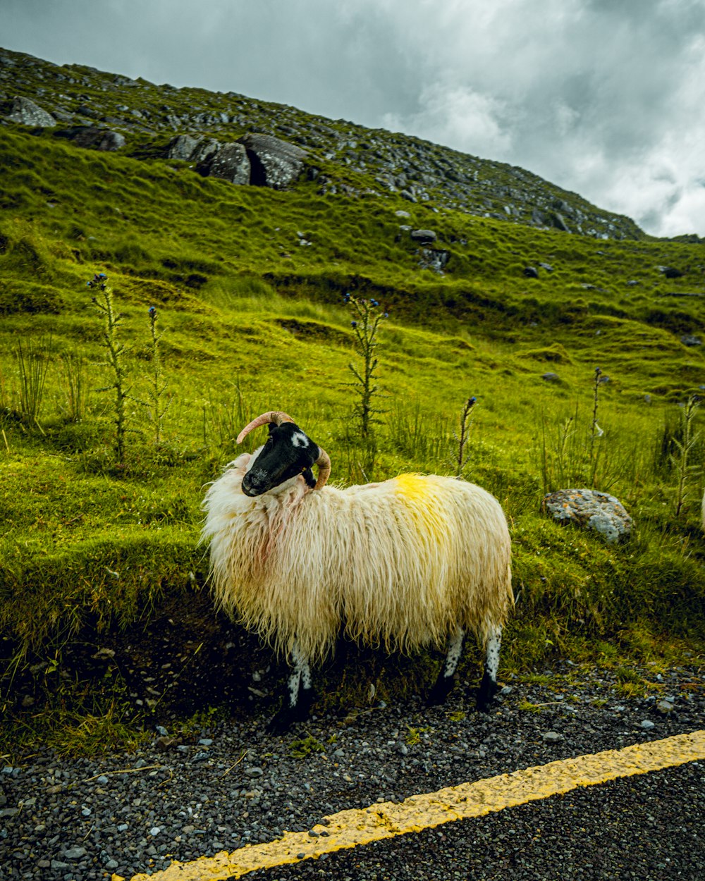 a sheep standing on a hill