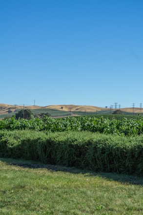A lush, freshly mowed lawn bordered by neatly trimmed hedges under a bright blue sky.
