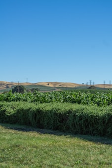 A lush, green hedge with vibrant grass in the foreground stretches across the landscape. Behind it, fields with taller vegetation extend towards rolling hills in the distance. The scene is set under a cloudless, bright blue sky.
