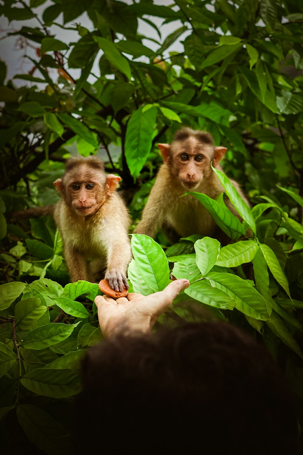 a couple of monkeys in a tree