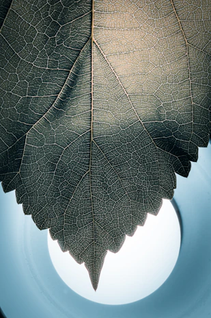 Close-up of a delicate leaf with digital circuit patterns glowing softly in blue.