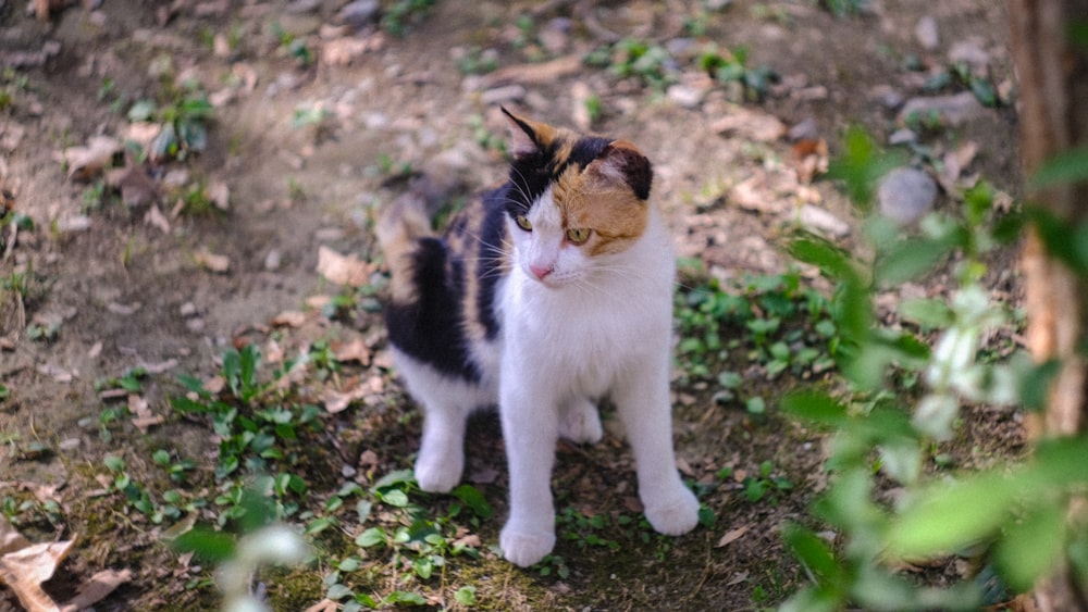 a cat standing outside