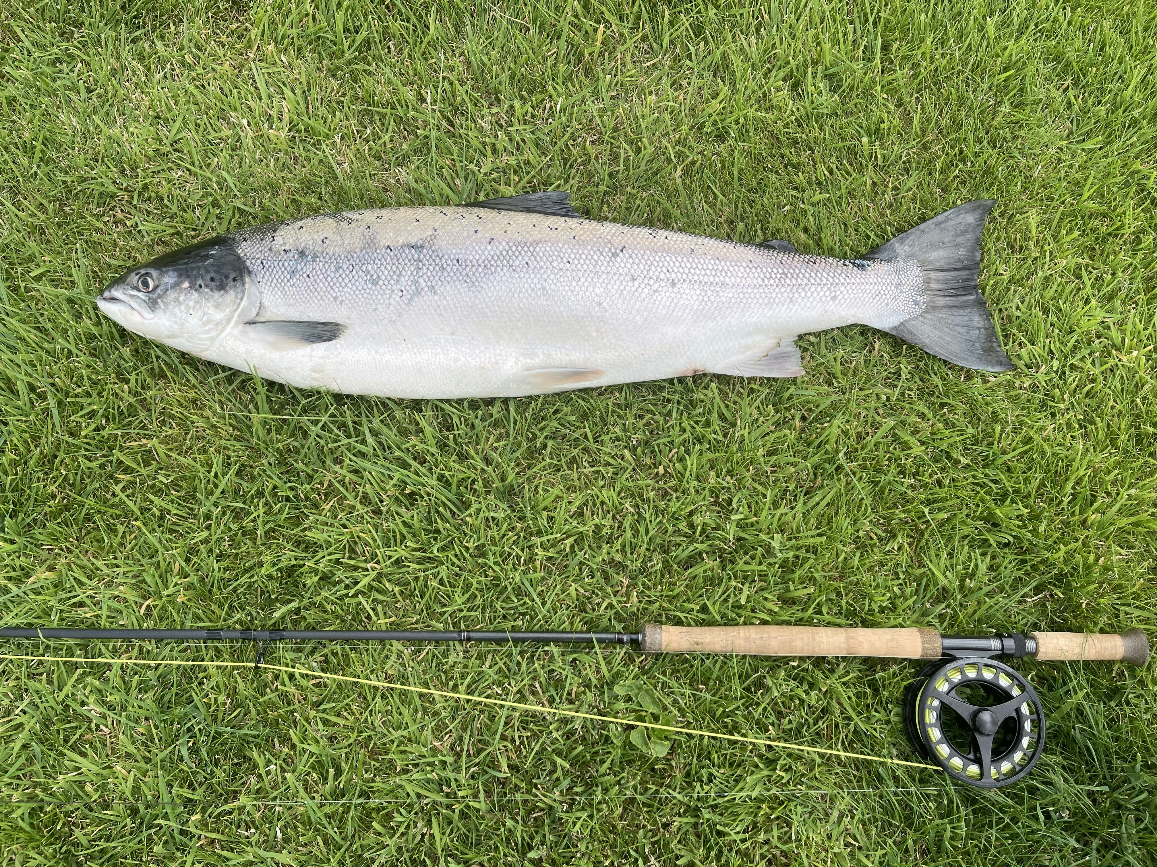 A 17lb Atlantic salmon caught on the Tweed Hill beat of the River Tweed, July ‘22