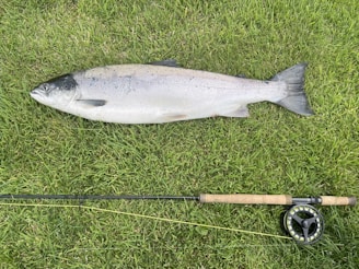A stocked trout resting gently on a bed of green lake weeds, ready for a beginner’s hook.