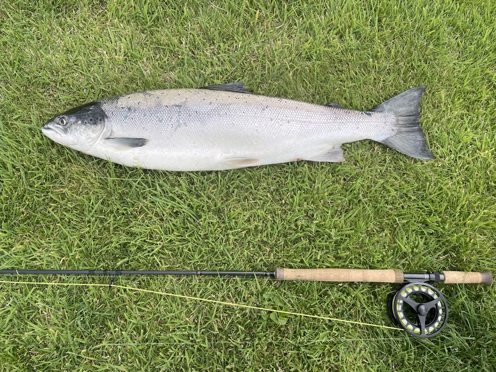 um peixe em uma vara de pesca