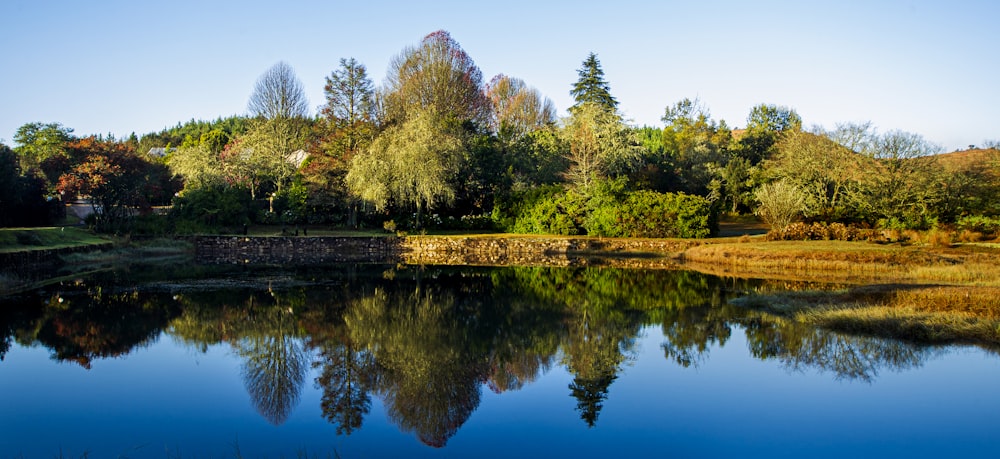 a body of water with trees around it