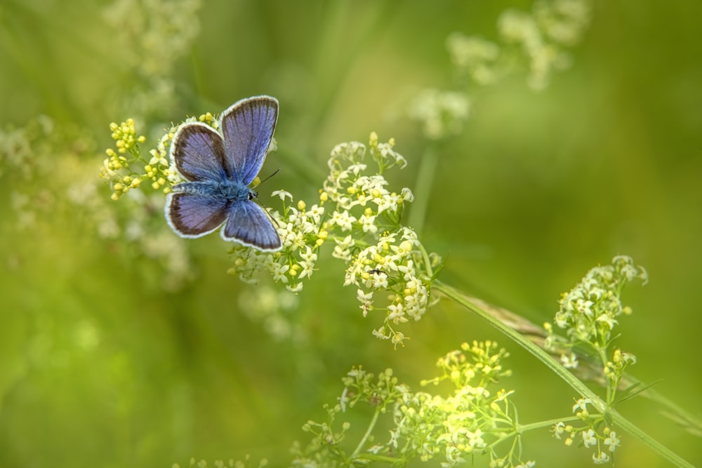 a butterfly on a flower