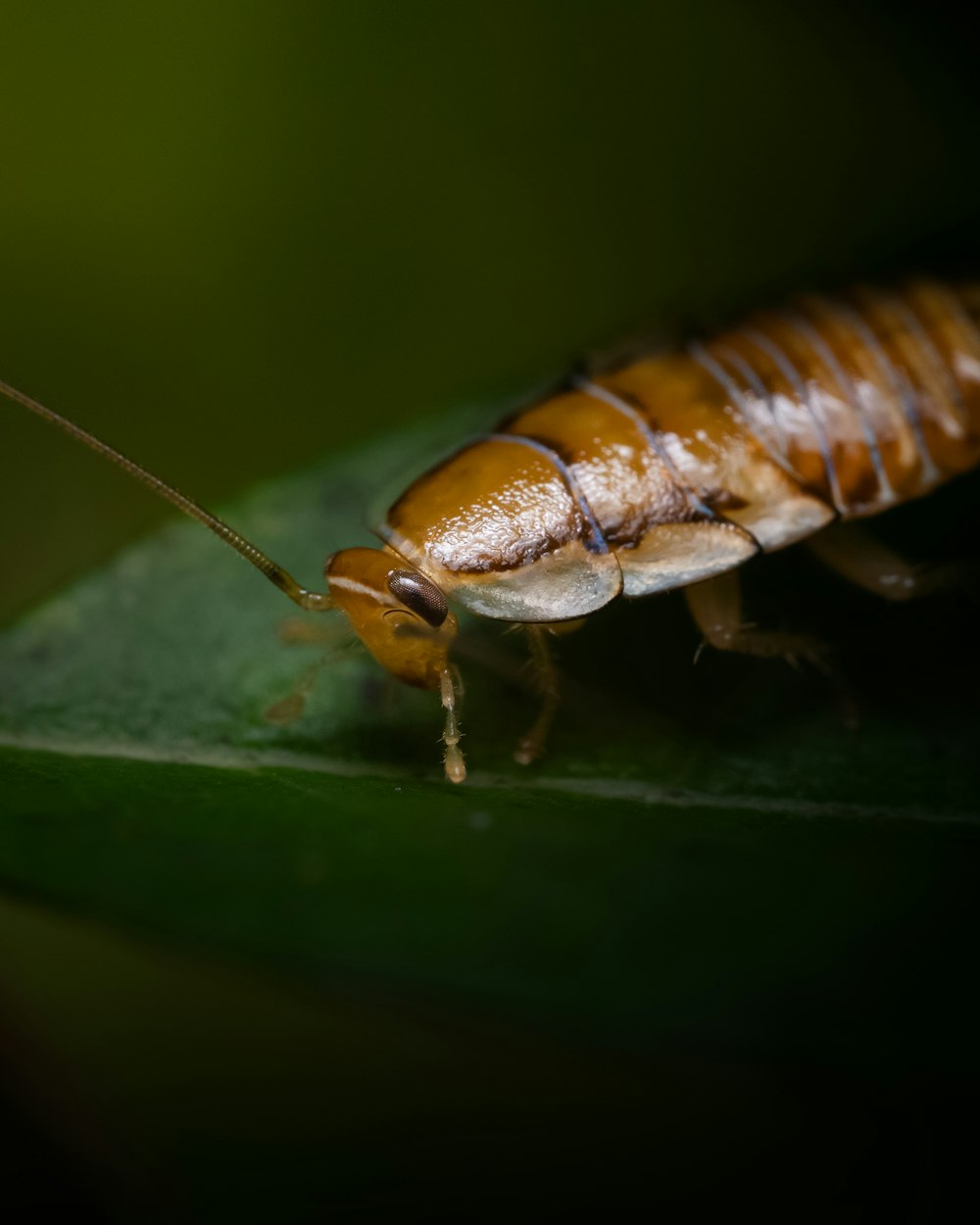 a close up of a bug