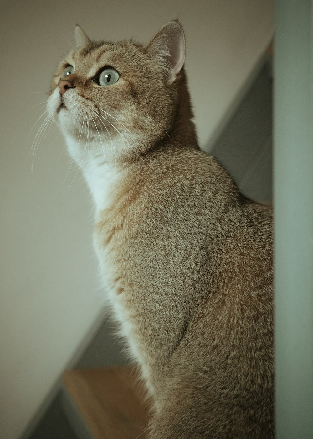 a cat looking up