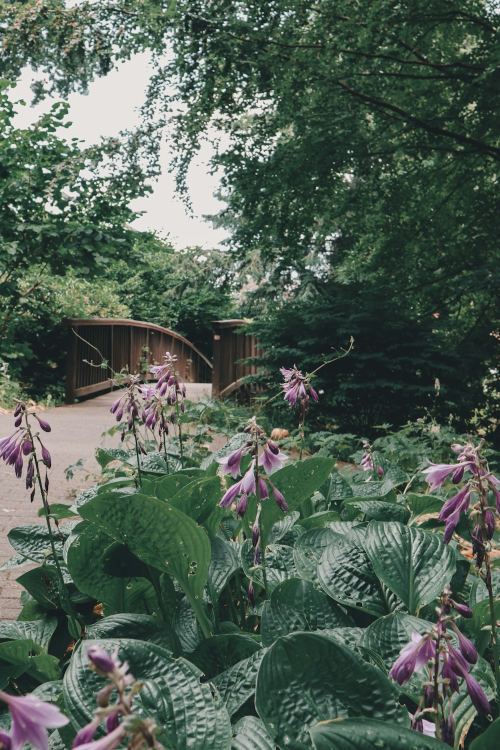 a garden with purple flowers