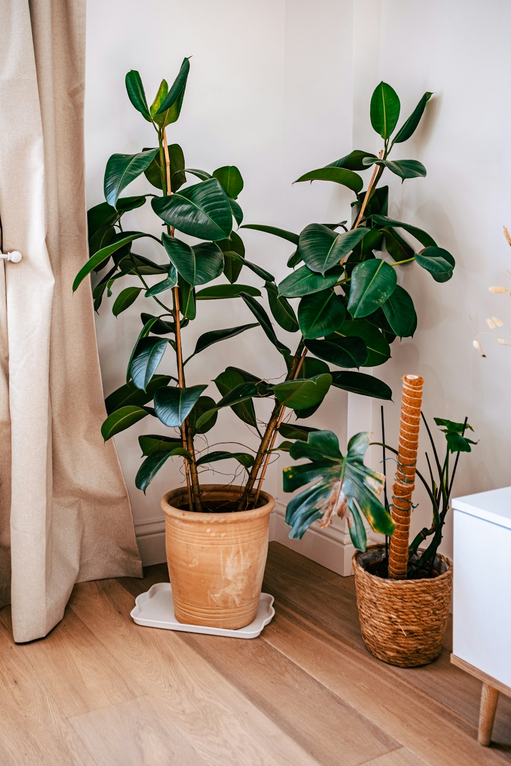 a couple potted plants on a table