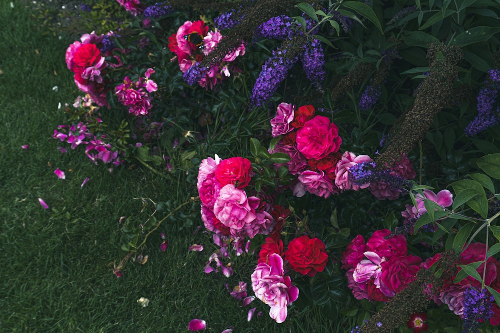 a group of flowers