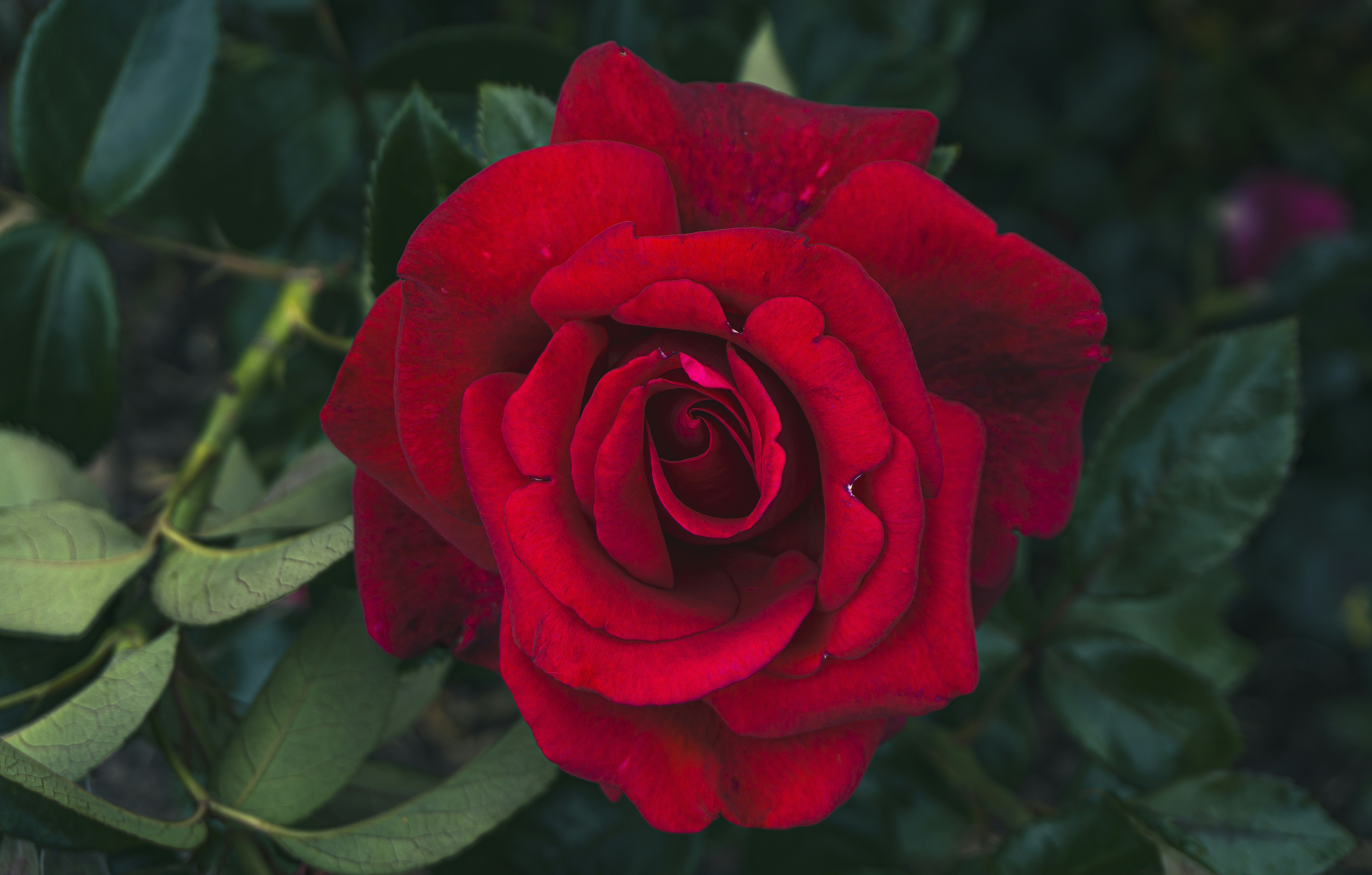 Nahaufnahme einer roten Rose