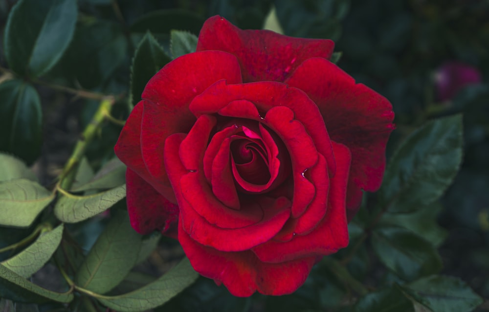 um close up de uma rosa vermelha