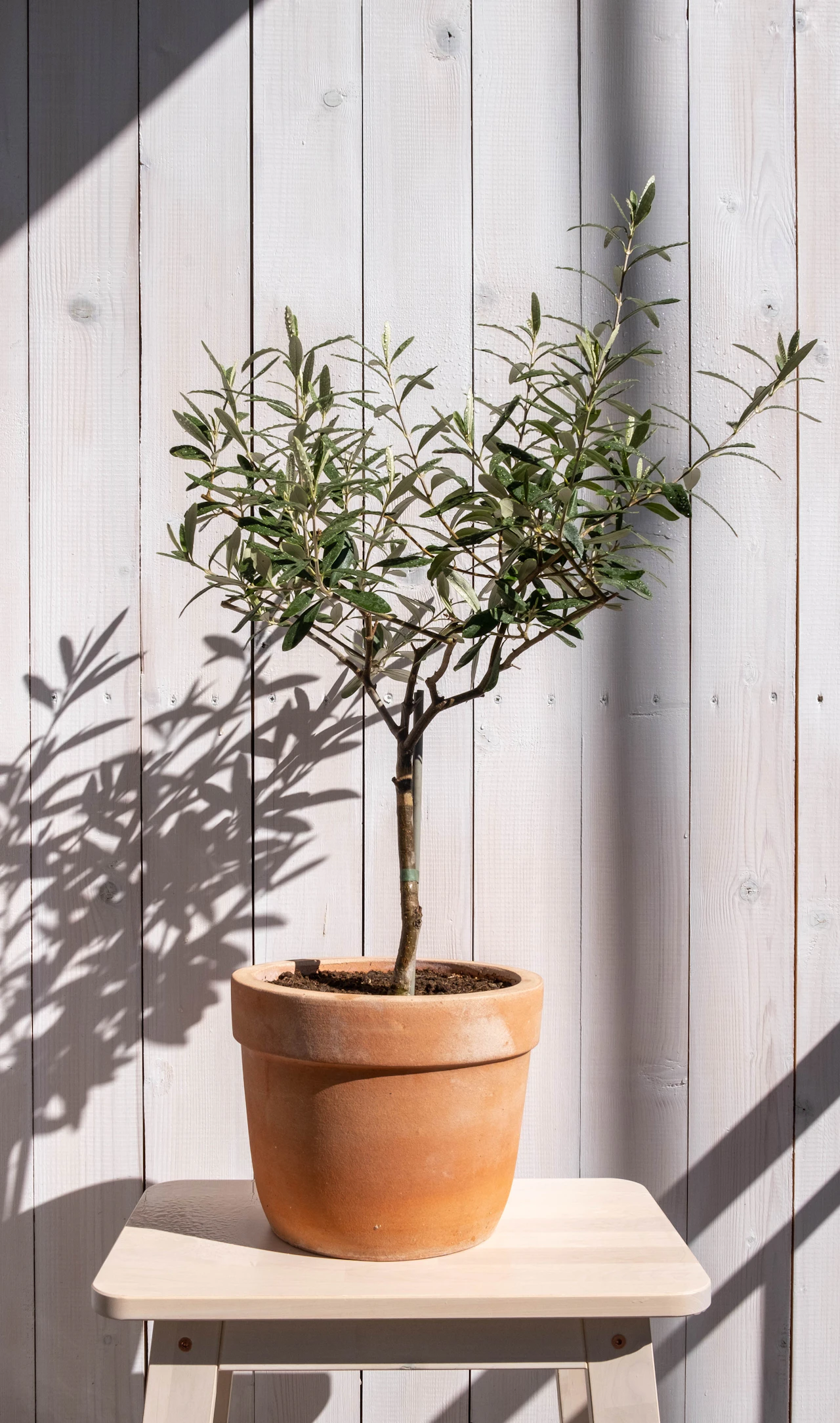 Olive Tree in Terracotta
